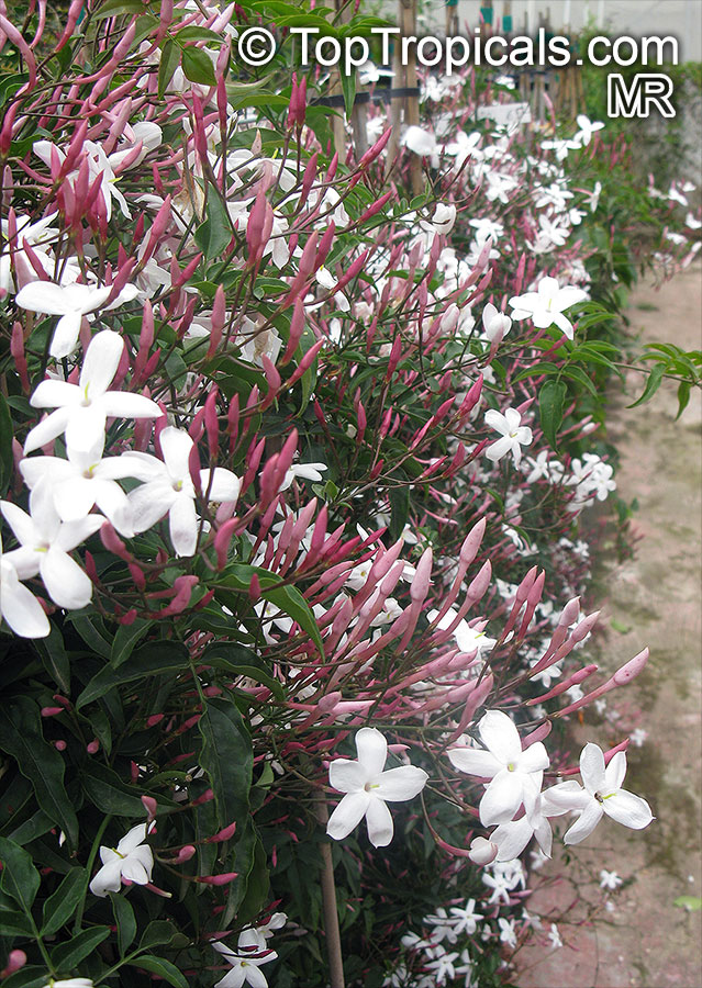 Jasminum polyanthum, Jasminum blinii, Jasminum delafieldii, Pink jasmine, Winter Jasmine, French Perfume