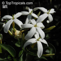 Jasminum tortuosum, African Jasmine, Perfume jasmine