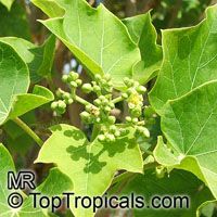 Jatropha curcas, Physic Nut, Purging Nut

Click to see full-size image