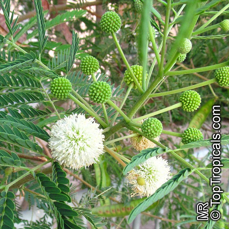 Leucaena leucocephala, Leucaena glauca, Mimosa leucocephala, Acacia leucocephala, Wild Tamarind, Lead Tree
