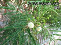 Leucaena leucocephala, Leucaena glauca, Mimosa leucocephala, Acacia leucocephala, Wild Tamarind, Lead Tree

Click to see full-size image