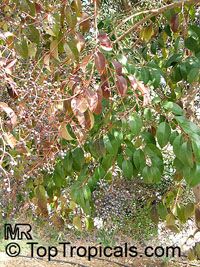 Ligustrum lucidum, Glossy Privet, Waxleaf Privet

Click to see full-size image