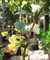 Lonicera fragrantissima, Winter Honeysuckle

Click to see full-size image