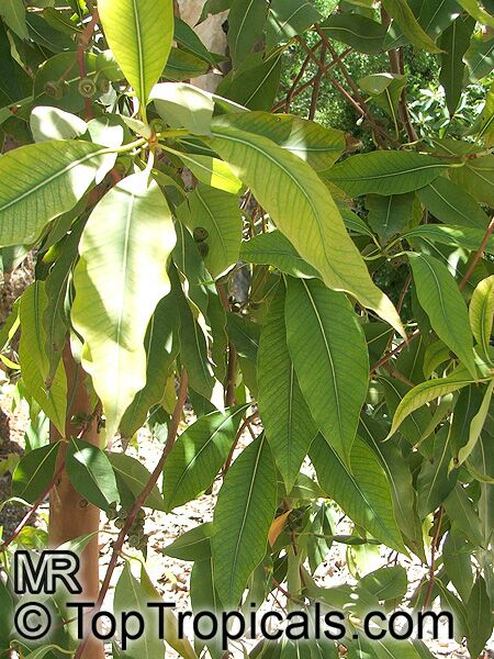 Lophostemon confertus, Tristania conferta, Brush Box, Queensland Box, Vinegar tree