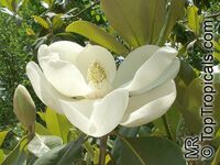 Magnolia grandiflora, Bull Bay, Southern Magnolia

Click to see full-size image