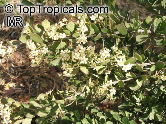 Gymnosporia heterophylla, Maytenus heterophylla , Common Spike Thorn