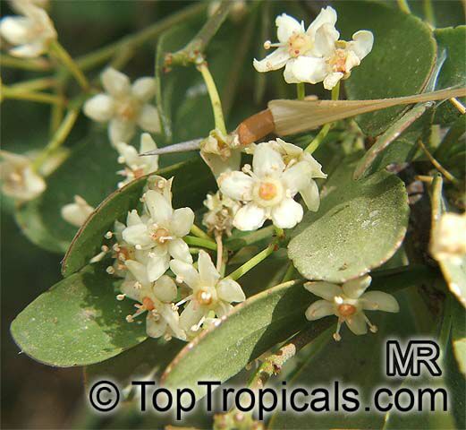 Gymnosporia heterophylla, Maytenus heterophylla , Common Spike Thorn