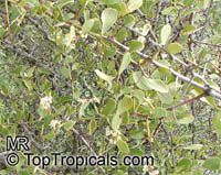 Maytenus senegalensis , Confetti Tree

Click to see full-size image