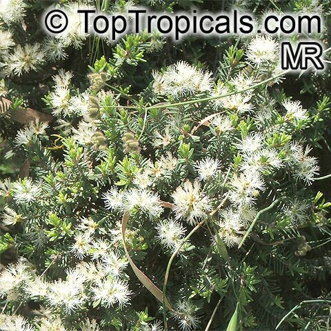 Melaleuca cuticularis, Melaleuca abietina, Saltwater Paperbark