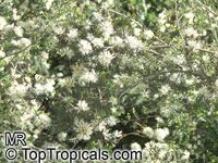 Melaleuca cuticularis, Melaleuca abietina, Saltwater Paperbark

Click to see full-size image