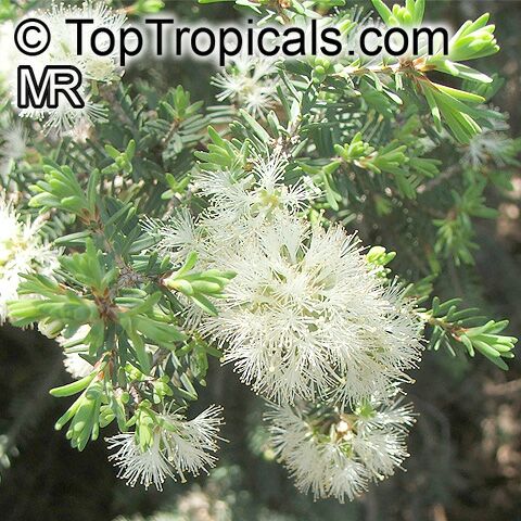 Melaleuca cuticularis, Melaleuca abietina, Saltwater Paperbark