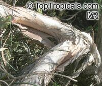 Melaleuca cuticularis, Melaleuca abietina, Saltwater Paperbark

Click to see full-size image