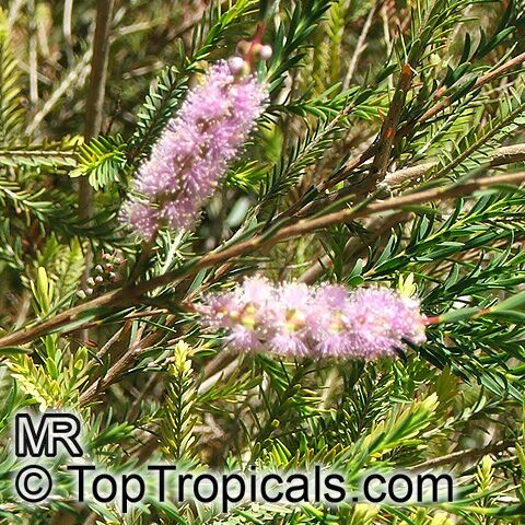 Melaleuca decussata, Cross-leaved Honey-myrtle, Totem Poles