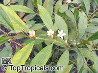 Mitriostigma sp., African gardenia

Click to see full-size image