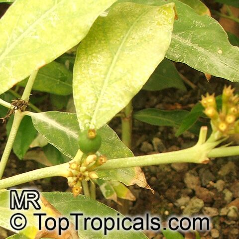 Mitriostigma sp., African gardenia
