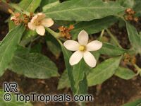Mitriostigma sp., African gardenia

Click to see full-size image