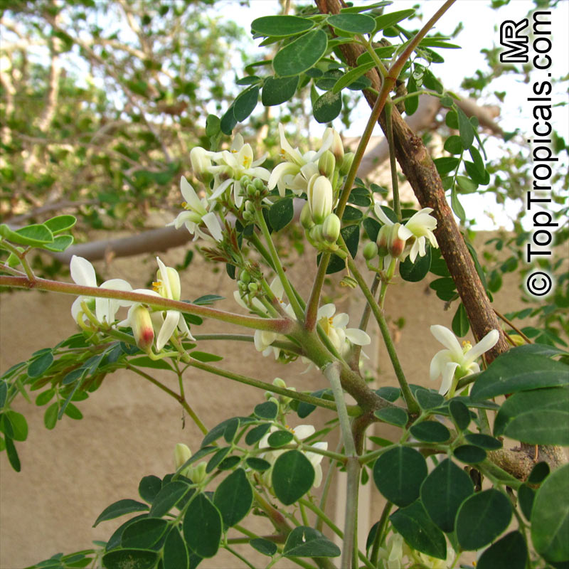 Moringa oleifera, Moringa pterygosperma, Horseradish tree, Ben Oil Tree, Coatli, Drumstick tree, Bridal veil