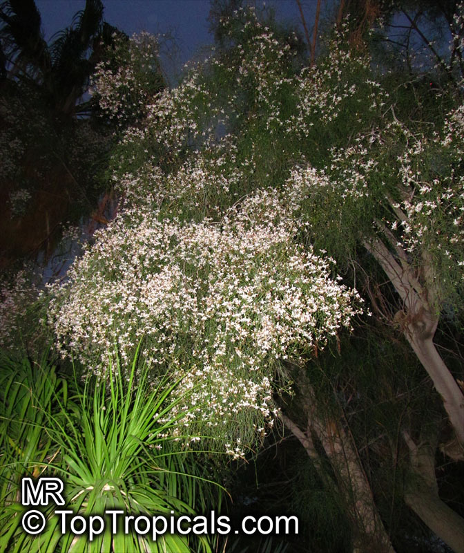 Moringa peregrina, Drumstick tree