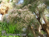 Moringa peregrina, Drumstick tree

Click to see full-size image