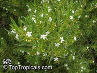 Myoporum sp., Ngaio

Click to see full-size image