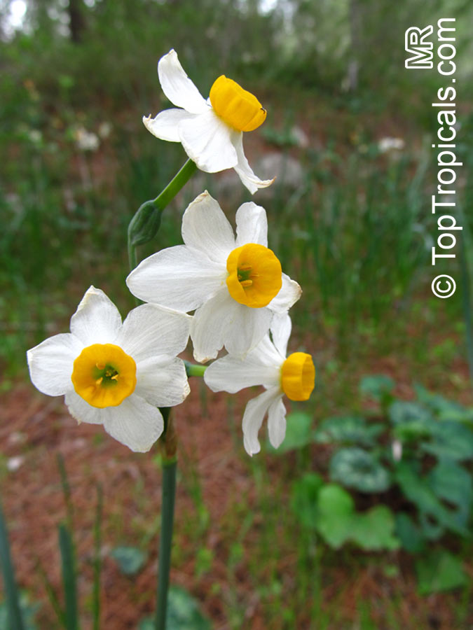 Narcissus sp., Daffodil. Narcissus tazetta