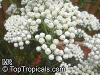 Ozothamnus diosmifolius, Helichrysum diosmifolium, Rice Flower, White Dogwood, Pill Flower, Sago Bush 

Click to see full-size image