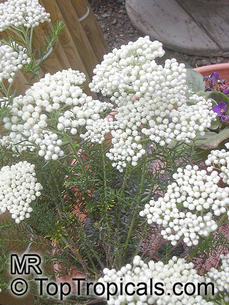 Ozothamnus diosmifolius, Helichrysum diosmifolium, Rice Flower, White Dogwood, Pill Flower, Sago Bush 