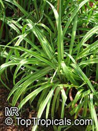 Agave amica, Polianthes tuberosa, Tuberose

Click to see full-size image