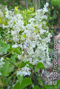 Fallopia baldschuanica, Polygonum baldschuanicum, Bilderdykia baldschuanica, Bukhara Fleeceflower, Russian Vine

Click to see full-size image