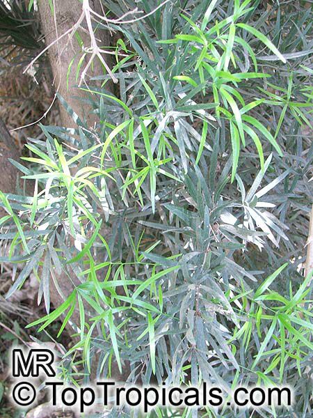 Asparagus falcatus, Sicklethorn