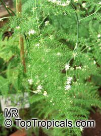 Asparagus plumosus, Protasparagus plumosus, Asparagus Fern

Click to see full-size image