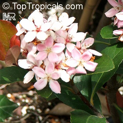 Rhaphiolepis indica, India Hawthorn