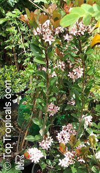 Rhaphiolepis indica, India Hawthorn

Click to see full-size image