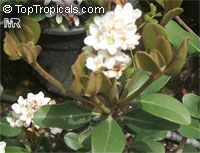 Rhaphiolepis umbellata, Rhaphiolepis indica var. umbellata, Yeddo Hawthorn

Click to see full-size image