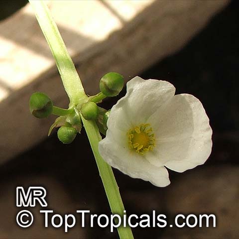 Echinodorus sp., Sword-Plant