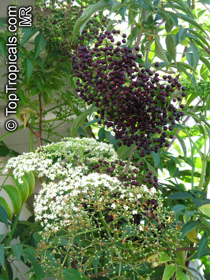 Sambucus canadensis (nigra) - Elderberry, American Elder