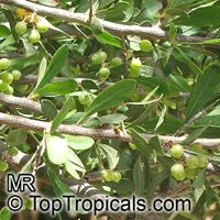 Schinus polygamus, Chilean pepper-tree

Click to see full-size image