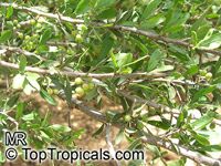 Schinus polygamus, Chilean pepper-tree