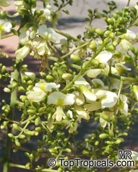 Sophora japonica, Styphnolobium japonicum, Japanese Pagoda Tree, Scholar-tree

Click to see full-size image