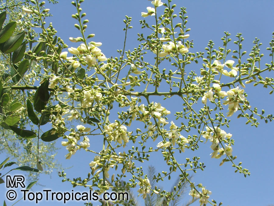 Sophora japonica, Styphnolobium japonicum, Japanese Pagoda Tree, Scholar-tree