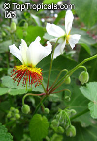 Sparmannia africana - seeds

Click to see full-size image
