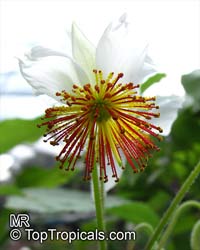 Sparrmannia africana, Cape Stock-rose, House Lime, African Hemp

Click to see full-size image