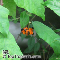 Turraea heterophylla, African Honeysuckle

Click to see full-size image