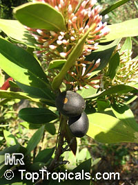Acokanthera oppositifolia, Bushman's Poison

Click to see full-size image
