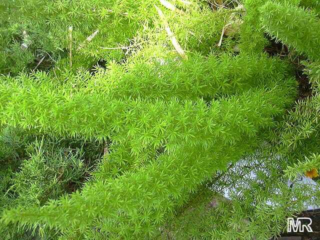Asparagus densiflorus, Protasparagus densiflorus, Fox Tail, Emerald Asparagus Fern
