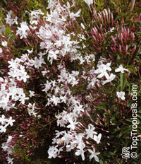 Jasminum polyanthum (Жасмин Полиантовый) - растение