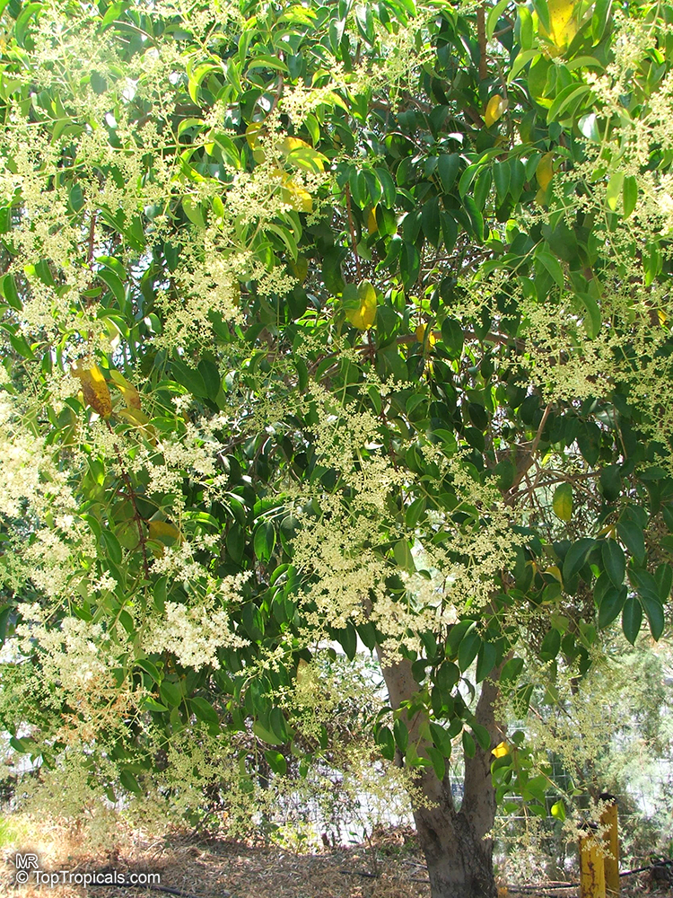 Ligustrum lucidum, Glossy Privet, Waxleaf Privet