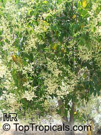 Ligustrum lucidum, Glossy Privet, Waxleaf Privet

Click to see full-size image