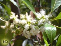 Lophostemon confertus, Tristania conferta, Brush Box, Queensland Box, Vinegar tree

Click to see full-size image