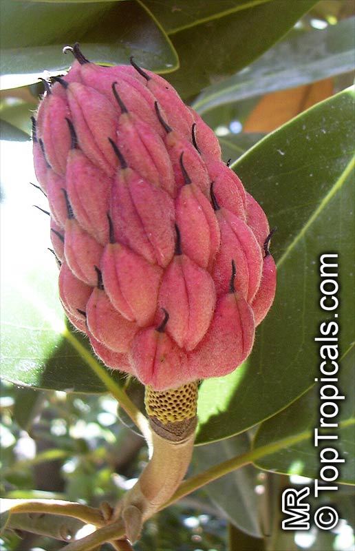 Magnolia grandiflora, Southern Magnolia, Bull Bay